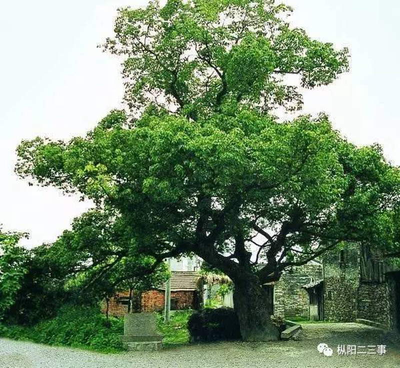 枞阳寺院